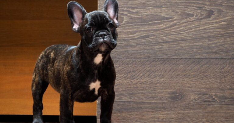 Are French Bulldogs High Maintenance? The Highs and Lows of Frenchie Life